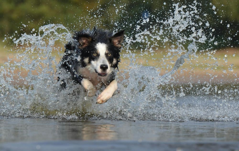 Happy dogs running and exploring with Milo running app tracking their adventures